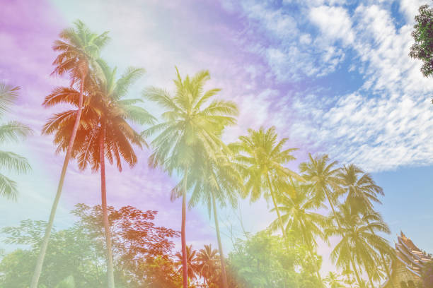 istock Coconut Tree on beach in Hot Summer Holiday Travel. 999831182