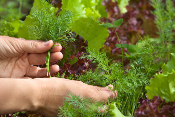istock hands picking dill in the garden 999833780