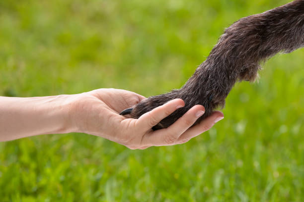 istock paw of dog in hand 999833810