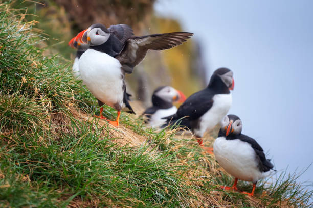 istock Close up cute Atlantic Puffin ,Iceland. 999834052