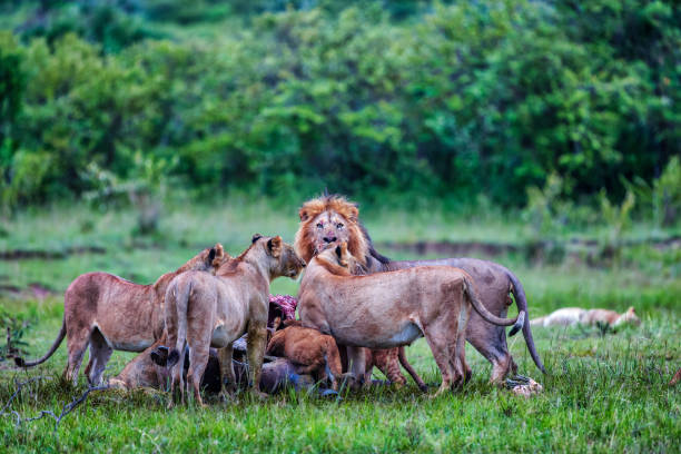istock Wild African Lions eating a freshly killed Buffalo 999839770