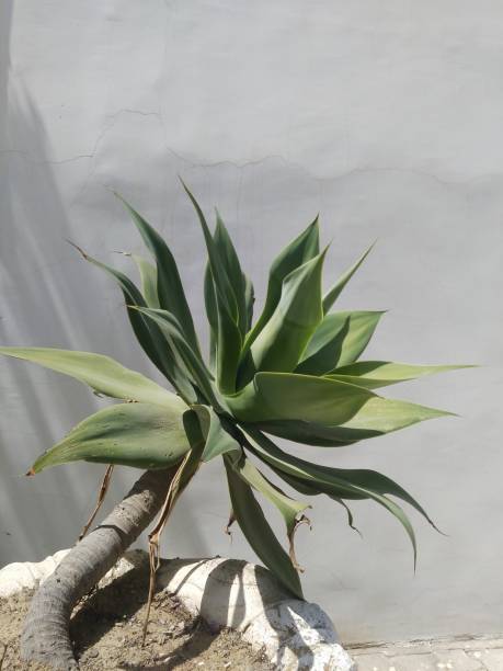istock Tropical exotic plant on white wall background 999842352