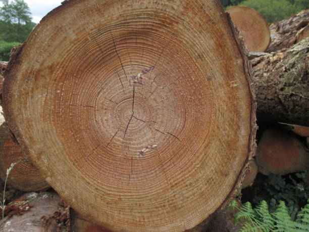 istock Tree trunks for the wood industry 999845482