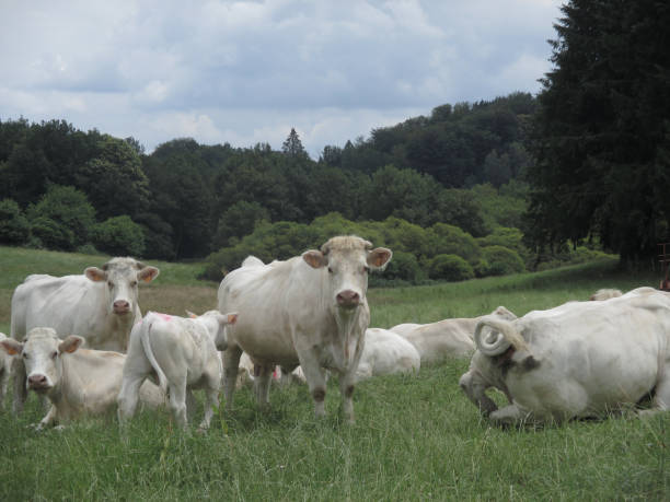istock Cattle Breeding Herd Rural Scene   La creuse France 999845780