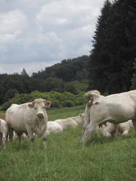 istock Cattle Breeding Herd Rural Scene   La creuse France 999845794