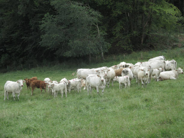 istock Cattle Breeding Herd Rural Scene   La creuse France 999845916