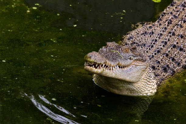istock Young Crocodile is opening the mouth with sharp teeth 999845940