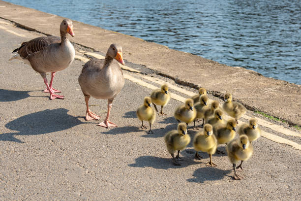 istock Two adult ducks and thirteen ducklings walking 999845950