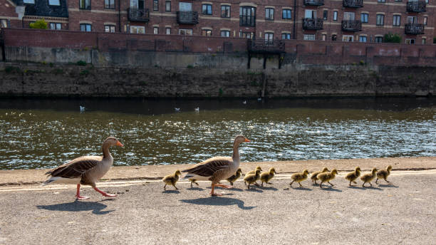 istock Proud parent ducks and their ducklings out for a walk 999848856