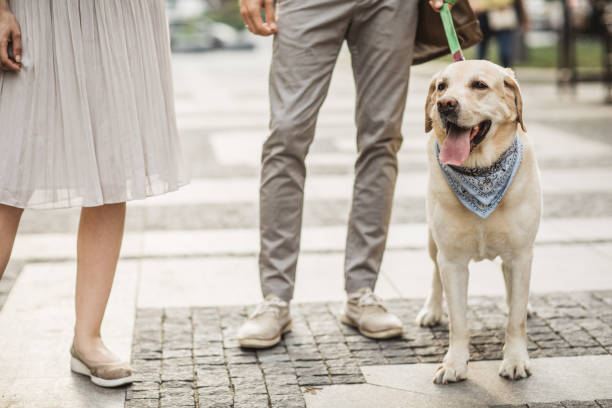istock Family walking dog 999849192