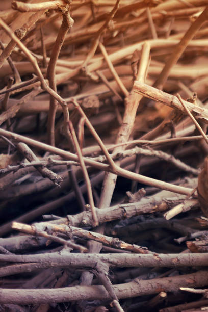 istock Pile of wood branches debris. Toned image. 999851508