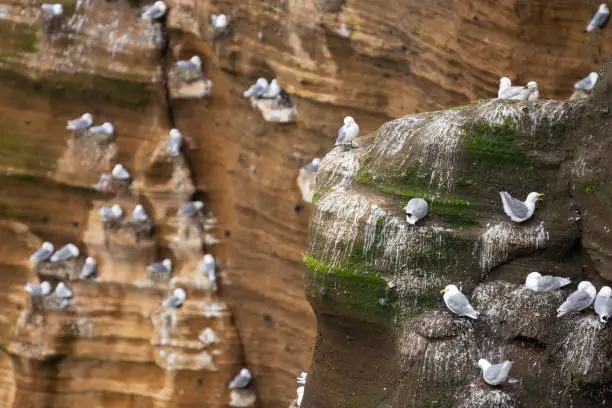 Photo of Beautiful seagulls sitting on cliff in Londrangar ,iceland.