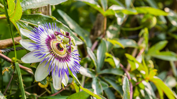 istock Passion flower in a nature 999854716