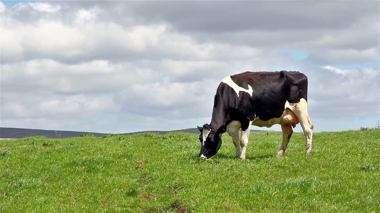 Grazing Cow