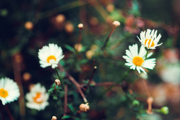 istock Camomile meadow nature backgound. Soft focus. 999859128