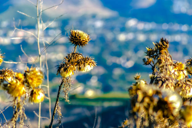 Dried California Thistle on a slope with houses in the background in San Clemente California during drought season