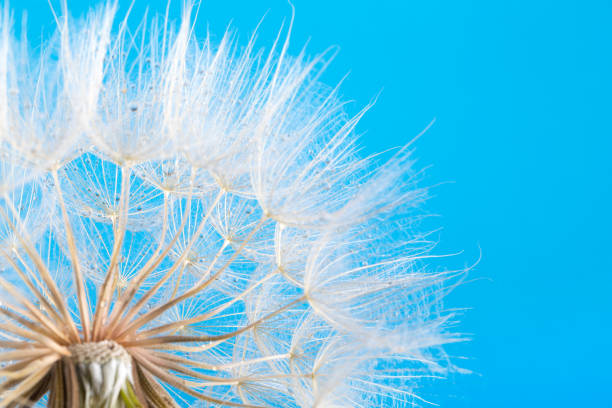 istock dandelion seeds close up blowing in blue background 999860032