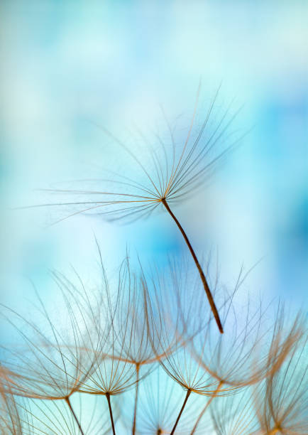 dandelion seed background. Seed macro closeup. Spring nature