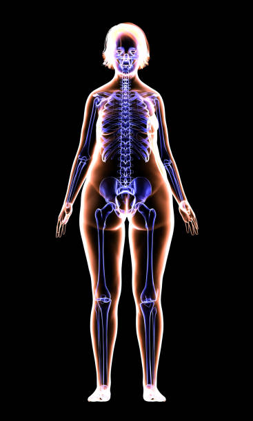 istock Fat Body Women and Skeleton System 999865158
