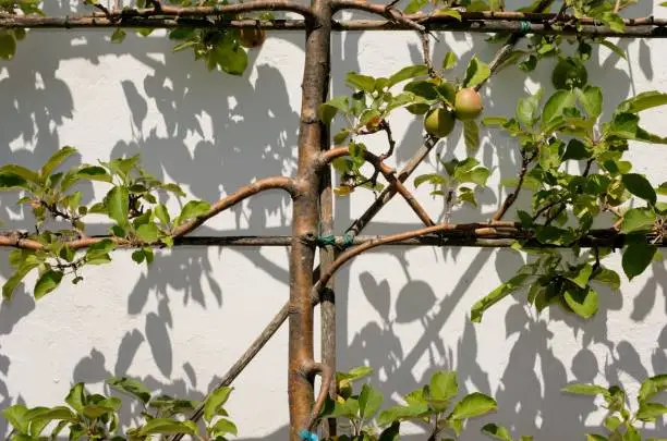Berkshire, England - June 30, 2018: the horticultural technique known as 'espalier' enables fruit trees and other plants to be grown in relatively small spaces to maximise their fruit yield.  The branches of plants are grown on a structure of wooden canes and posts over a sustained period of time.