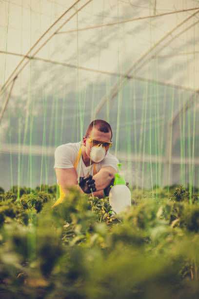 istock Young man spraying plants in greenhouse 999876132
