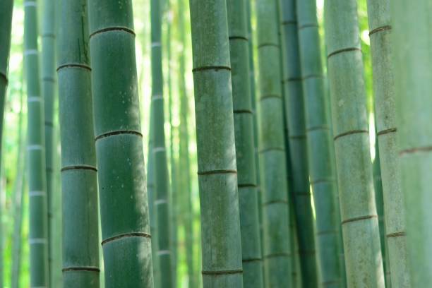 istock Nature background green Bamboo forest in Japan 999876880
