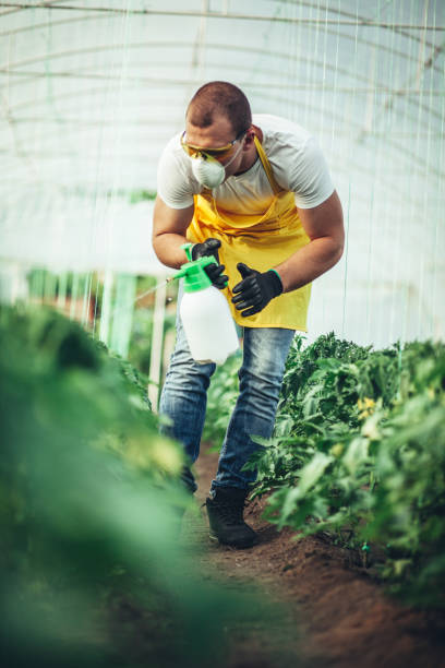 istock Farmer spraying plants in greenhouse 999877330