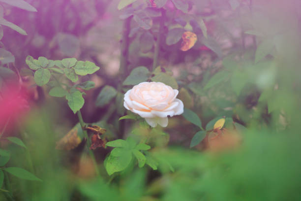 Beautiful flower, closeup. Floral background.