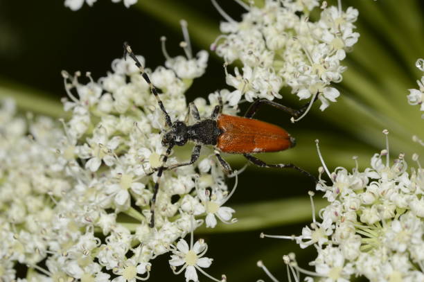 istock the brown beetle is fed pollen 999880402