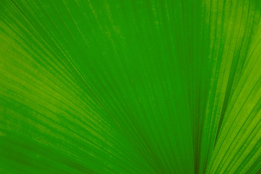 Light green palm leafs for background and wallpaper. Big palm leafs usually use for decorate on home and office which it is tropical plant in rain forest.