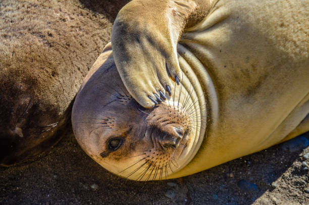 Cute elephant seal covering eyes with flipper on the beach. Bright sunny day on California San Simeon beach. Sand close up.