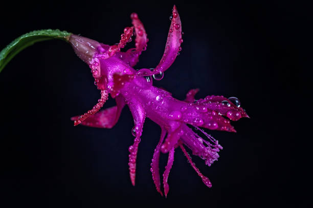 istock pink flower on the black  background 999890102