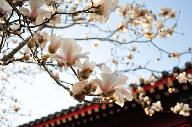 Magnolia, Spring in Beijing stock photo