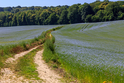 Linen field in Normandy France