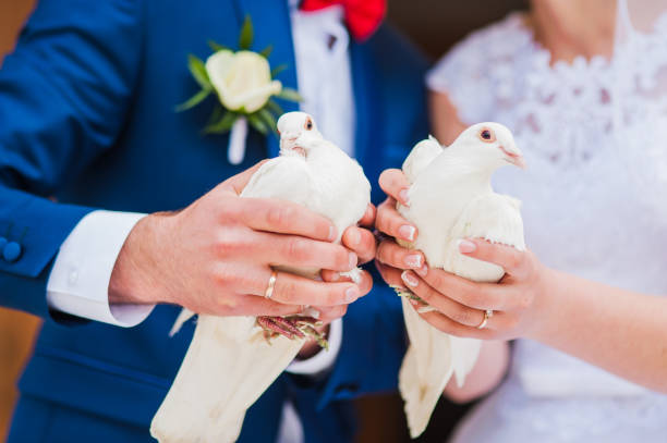 istock A pair of beautiful white doves.  white pigeon 999899542