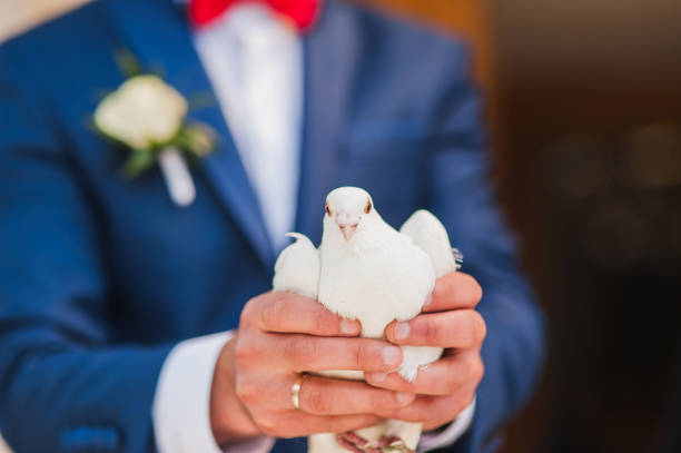 istock A pair of beautiful white doves.  white pigeon 999899546