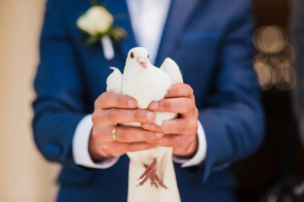 istock A pair of beautiful white doves.  white pigeon 999899560