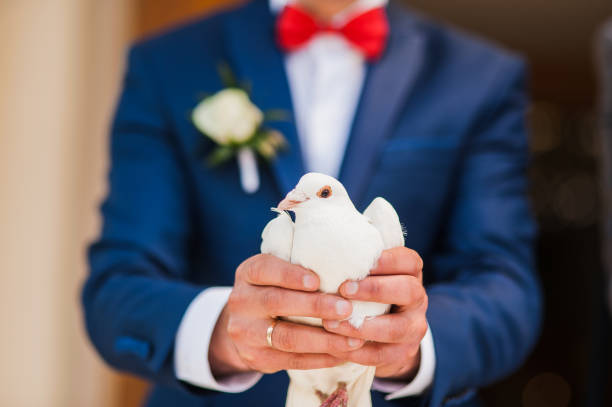 istock A pair of beautiful white doves.  white pigeon 999899564