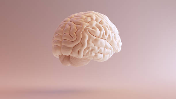 istock Human brain Anatomical Model 3Q Rear Right 999899610