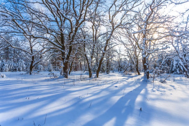 istock winter forest in a snow at the sunny day 999901952