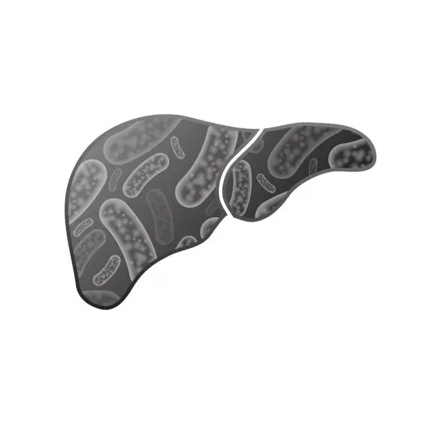 Vector illustration of Liver with bacterium
