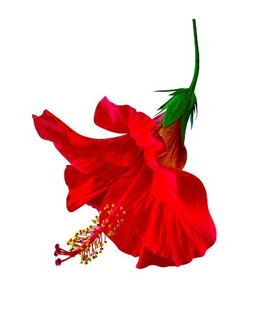 Red hibiscus flower  isolated on white background