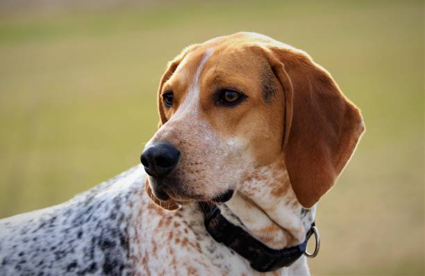 istock Coonhound on the lookout 999906926