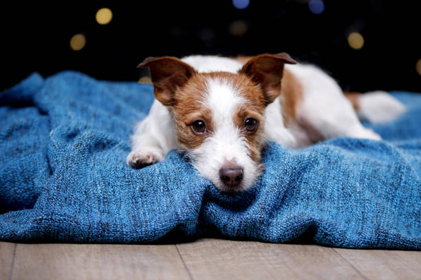 cute jack russell terrier.the dog on the blanket - terrier jack russell imagens e fotografias de stock