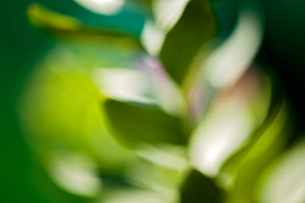 istock abstract plant in the field 999910730