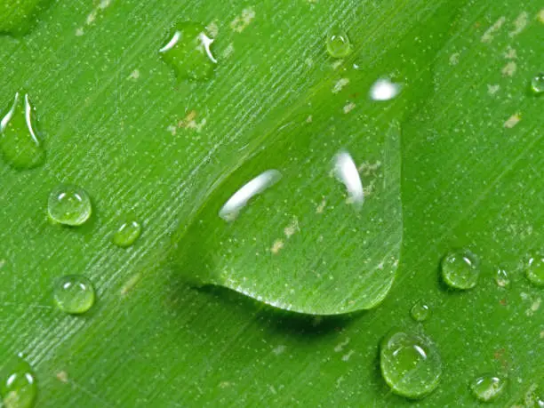 Photo of Macro Photo of Water Drops on Banana Leaf, Nature Background