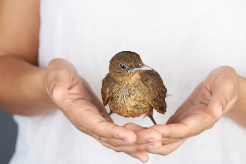 People protecting birds theme. Brown bird in human hands