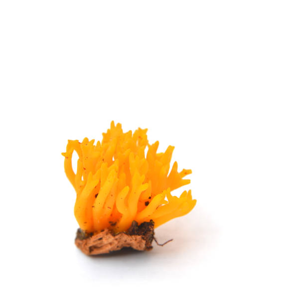 istock calocera viscosa mushroom 999922610