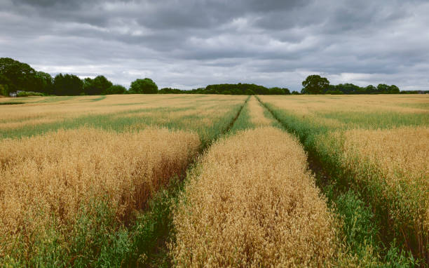istock Field of oats in summer, Beverley, Yorkshire, UK. 999922912