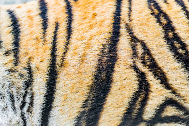 istock Animal skins texture of tiger 999923468